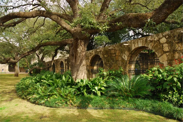 Alamo, san antonio, texas bahçede — Stok fotoğraf