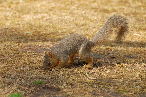 Młody wiewiórka poszukuje pożywienia w parku — Zdjęcie stockowe