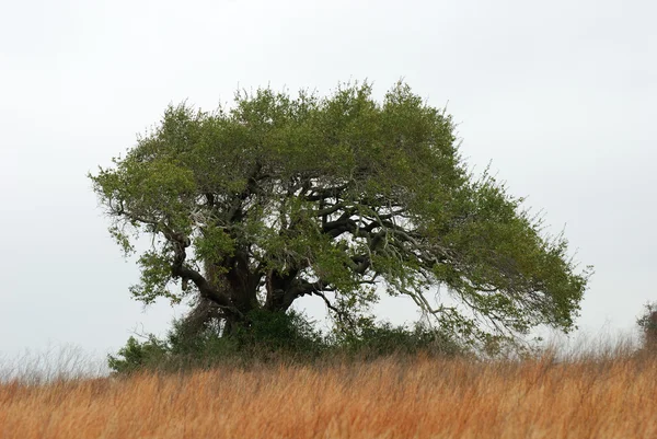 Savanadaki ağaç — Stok fotoğraf