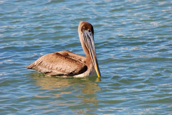 Pelikan im Wasser — Stockfoto