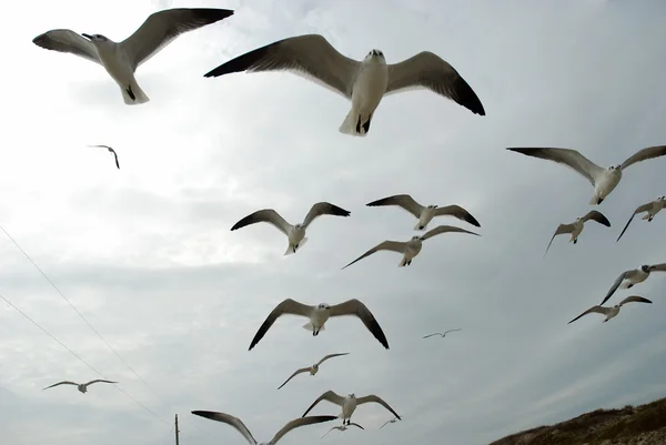 Flying seagulls on the beach of Padre Island, Texas — Stock Photo, Image