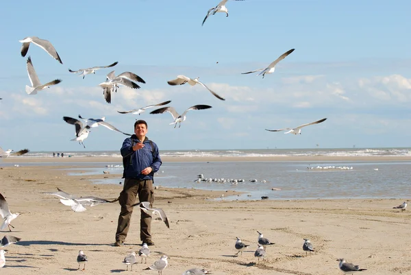 Feeding the seagulls — Stock Photo, Image
