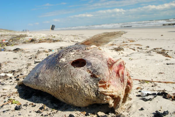 Νεκρά ψάρια στην παραλία — Φωτογραφία Αρχείου