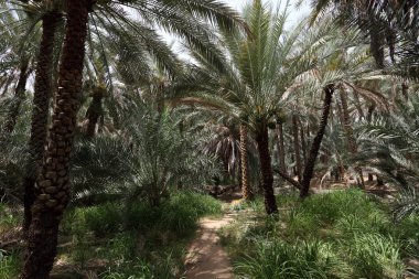 Date Palm Trees in the Oasis of Al Ain clipart