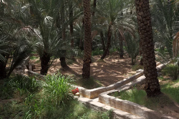 Пальмовые деревья в пустыне Аль-Айн — стоковое фото