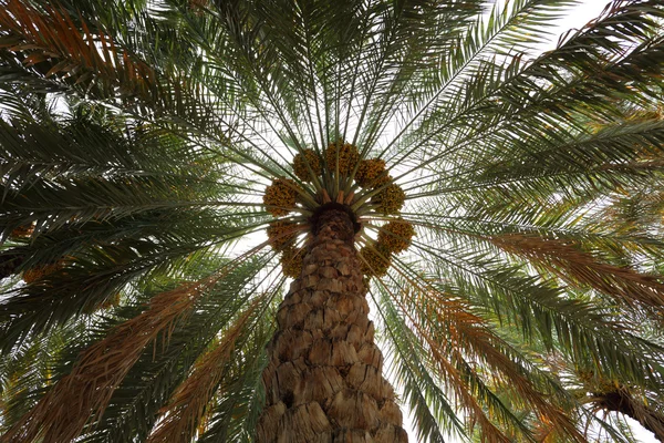 Date Palm Tree — Stock Photo, Image