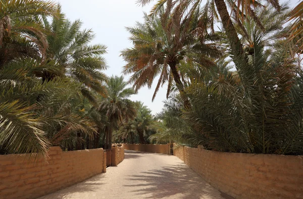 Palmiers dattiers dans l'oasis d'Al Ain — Photo