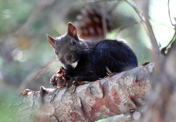 Lo scoiattolo nero mastica su una nocciolina — Foto Stock