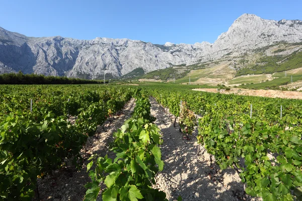 Vista de uma vinha na Dalmácia, Croácia — Fotografia de Stock