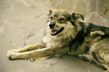 Evsiz sokak köpeği