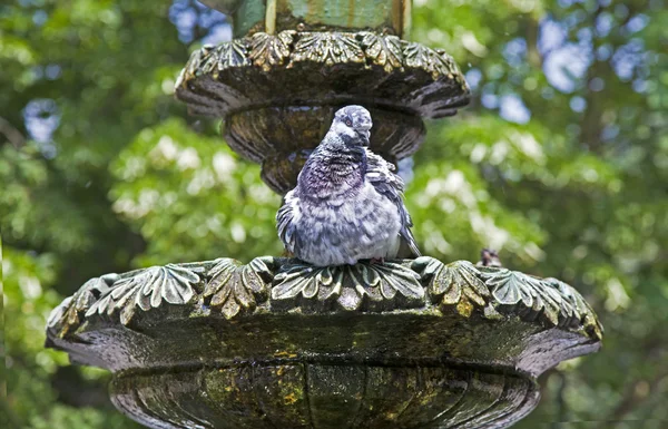 stock image Pigeon sitting on a stone fountain
