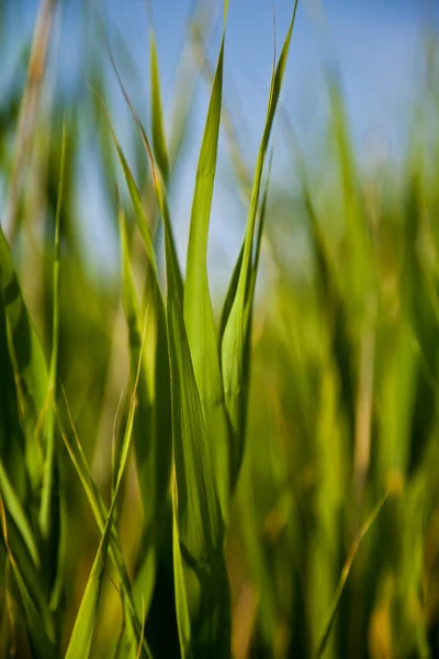 stock image Extreme Macro: Grass & Sky