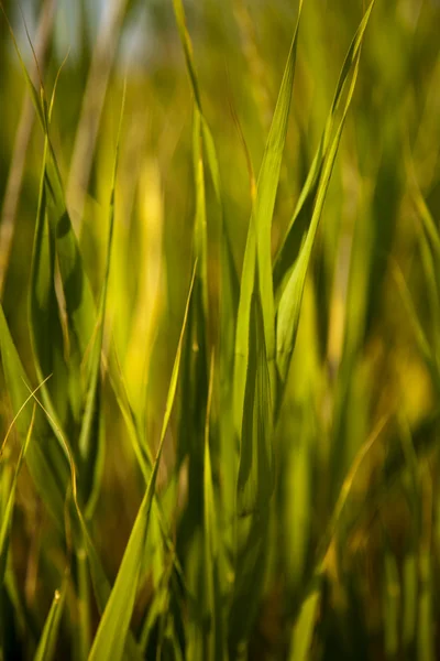 stock image Grass. Extreme Macro