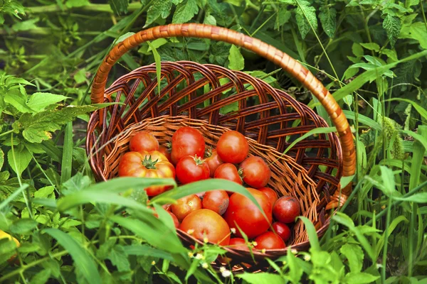 Cesti di pomodori — Foto Stock