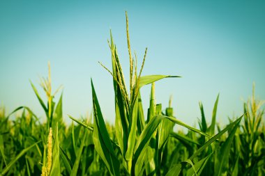 Corn field clipart