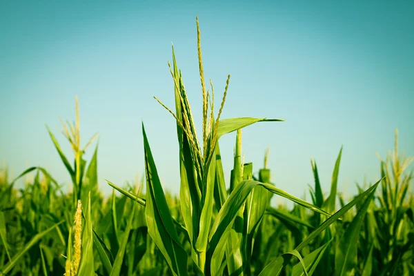 Campos de milho — Fotografia de Stock