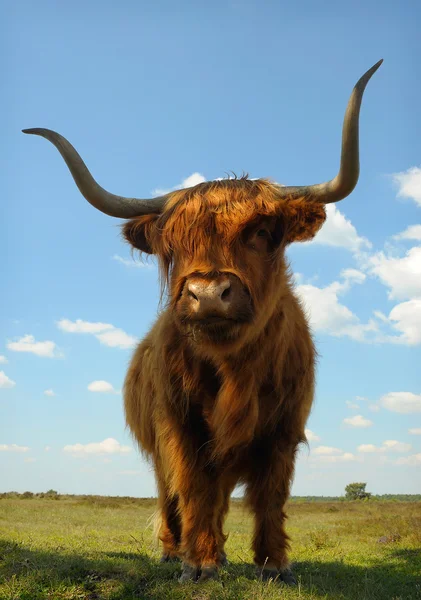 Proud ox against blue sky — Stock Photo, Image