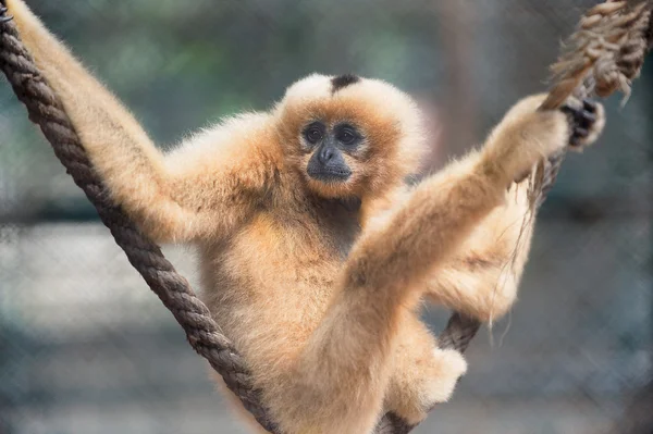 stock image Yellow cheeked gibbon