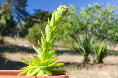 Sempervivum tectorum plant in green mediterranean garden clipart