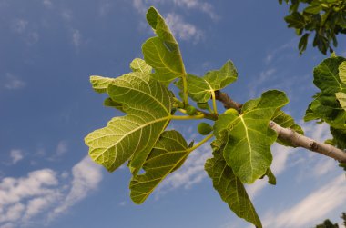 Unseasoned fig branch over blue sky clipart