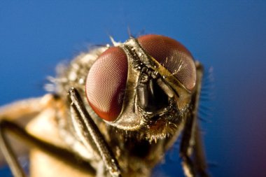 Horse fly with black background and huge compound eyes clipart