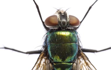 Iridescent: house fly in close up clipart