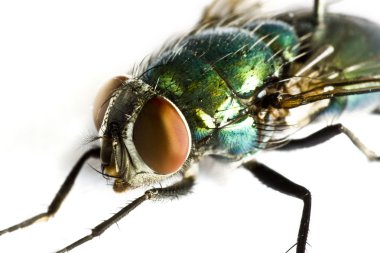 Iridescent house fly in close up clipart