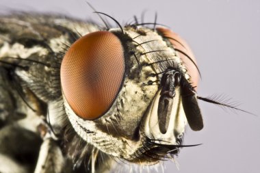 Head of horse fly with huge compound eye clipart