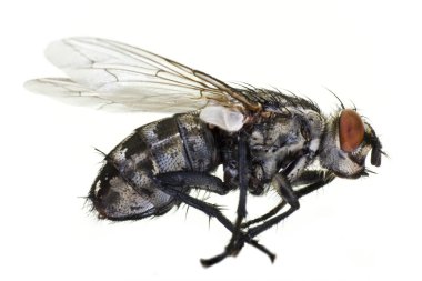 Dead horse fly in close up clipart