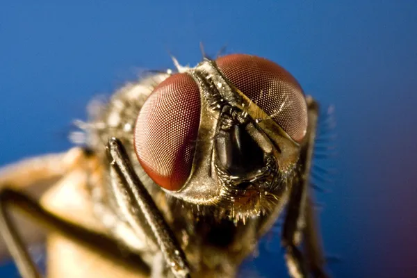 Лошадиная муха с черным фоном и огромными сложными глазами — стоковое фото