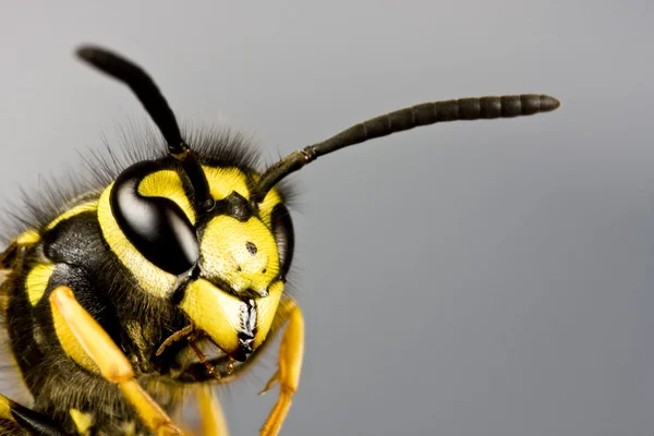 Head of wasp in grey background — Stock Photo, Image