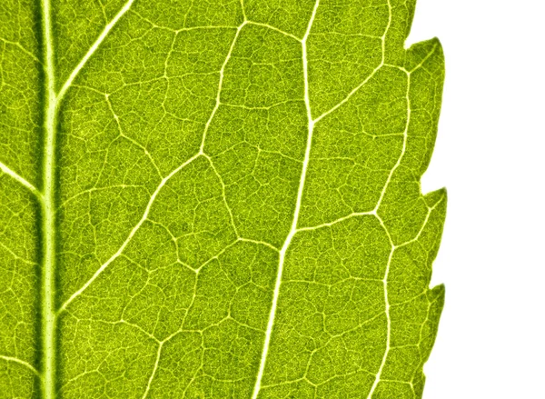 Zielony liść z struktury z bliska — Zdjęcie stockowe