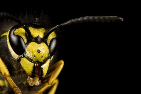 Cabeça de vespa em fundo preto — Fotografia de Stock