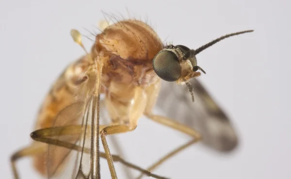 Insekt in Nahaufnahme saugen — Stockfoto