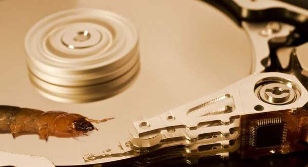 Worm on hard disk — Stock Photo, Image