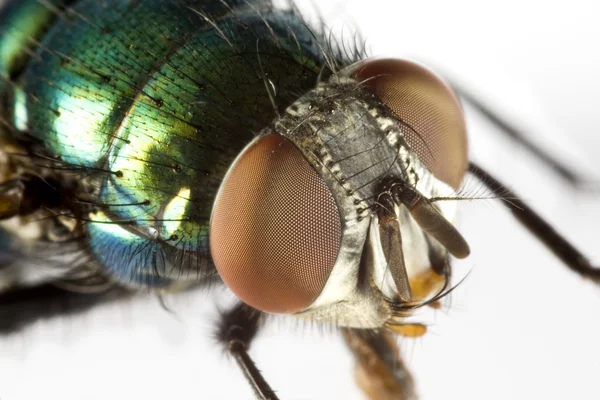 House fly in extreme close up — Stock Photo, Image