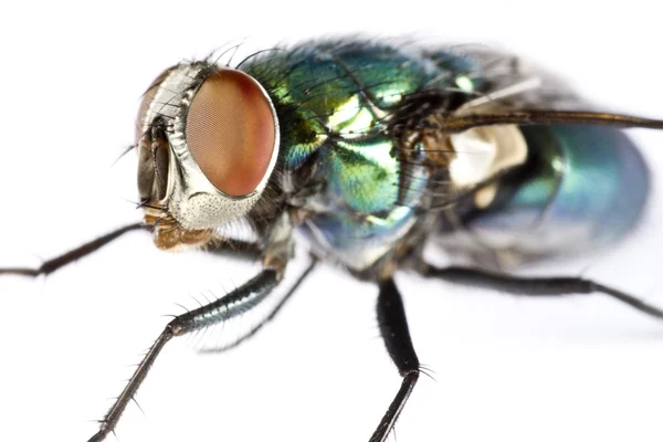 Iridescent house fly in close up — Stock Photo, Image