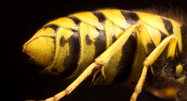 Back of wasp in black background — Stock Photo, Image