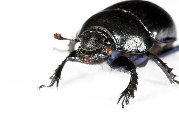 Zwarte bug in linkerbovenhoek — Stockfoto