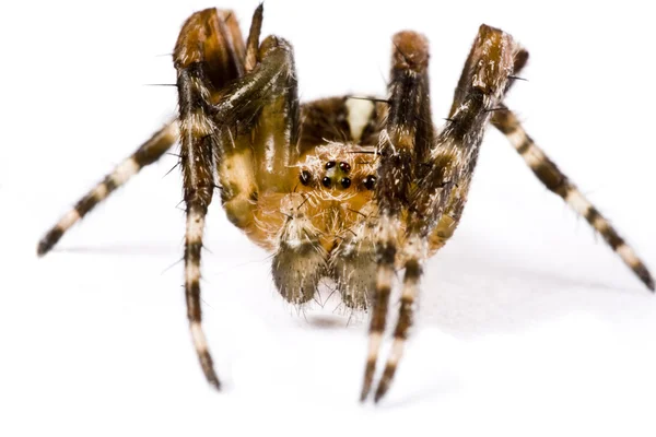 stock image Spider crawling in extreme close up