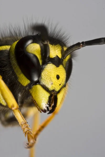 灰色の背景でハチの頭 — ストック写真