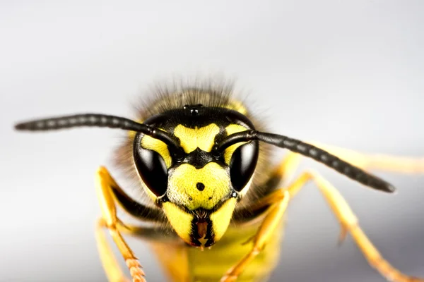 Testa di vespa su sfondo grigio — Foto Stock