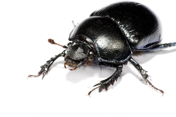 Black bug in upper left corner — Stock Photo, Image