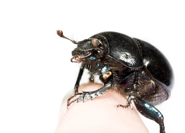 Escarabajo negro sentado en el dedo — Foto de Stock