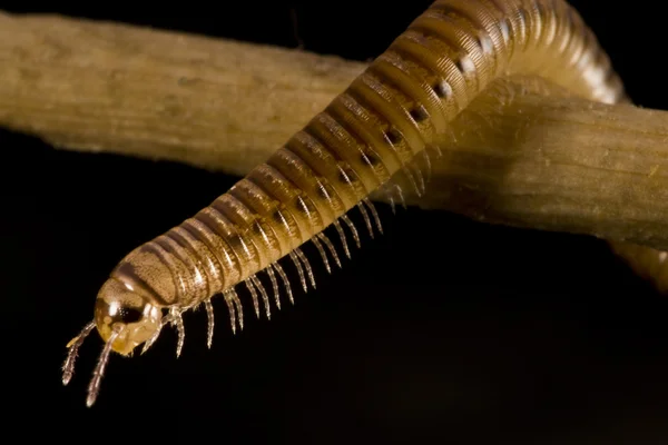 Centipede — Stock Photo, Image
