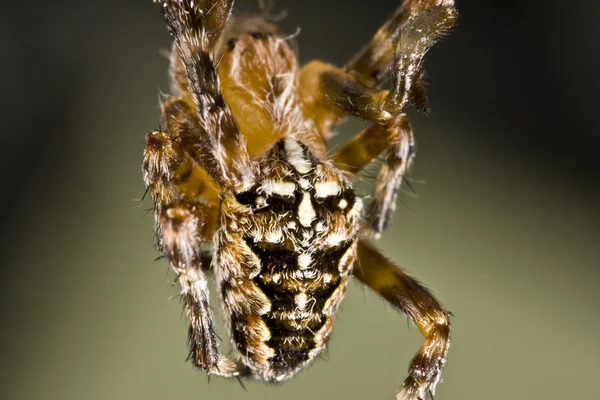Araña colgante — Foto de Stock