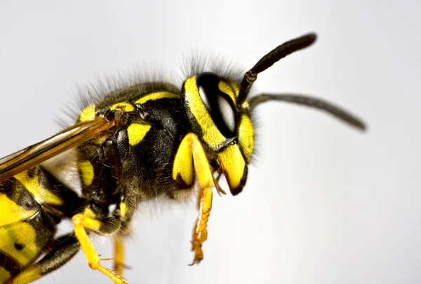 stock image Head of wasp in grey background
