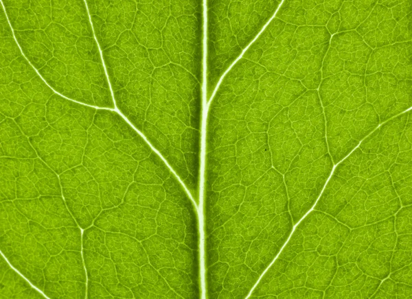 Зеленый лист со структурой крупным планом — стоковое фото