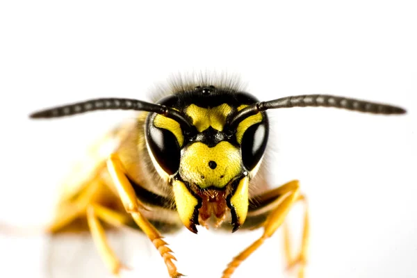 Wespenkopf auf weißem Hintergrund — Stockfoto