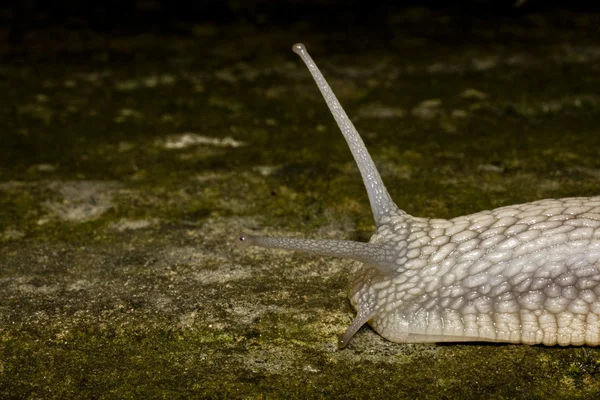 蜗牛的头 — 图库照片